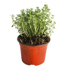 Planta Tomillo M04