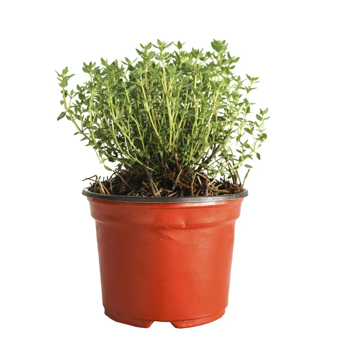 Conaplor - Planta Tomillo M04