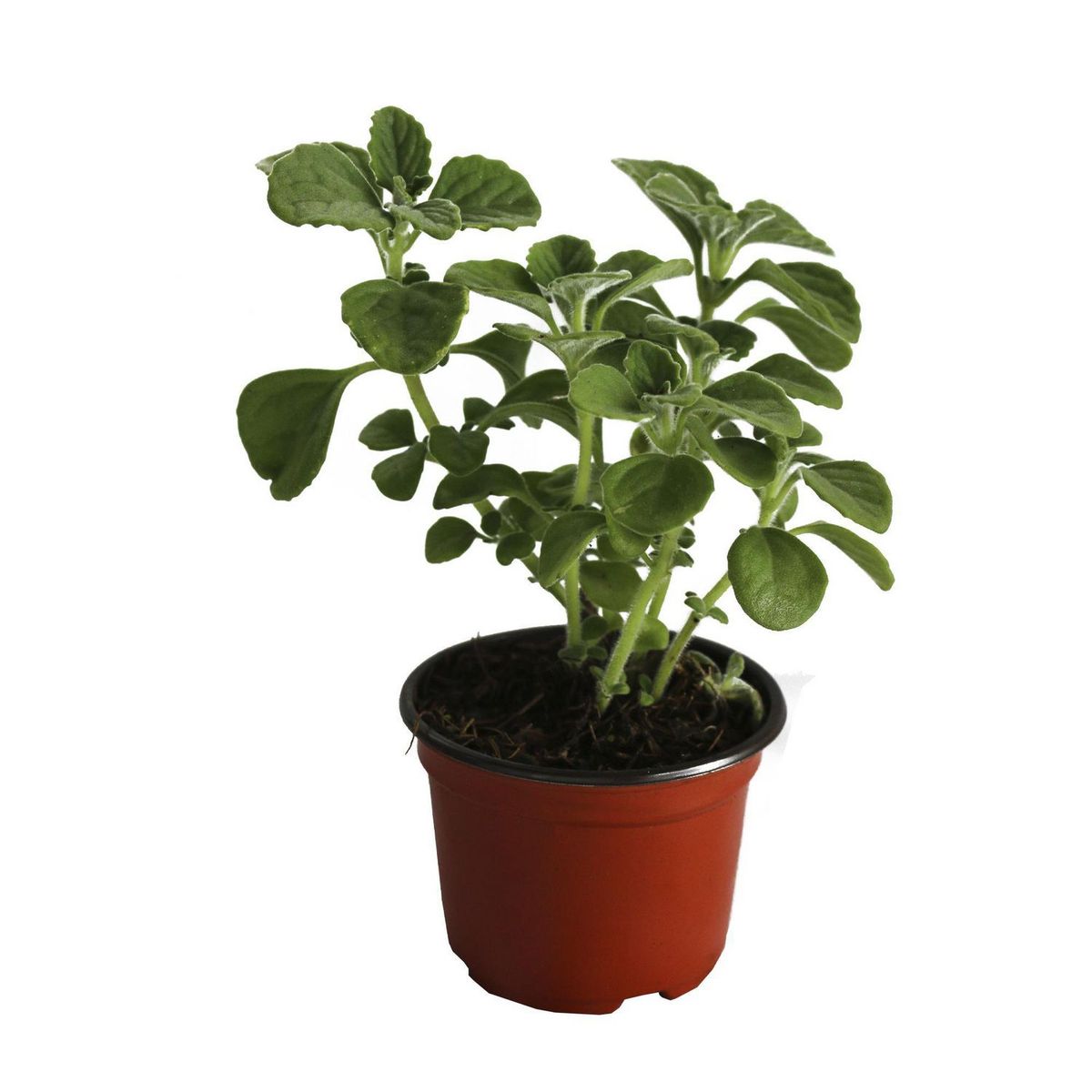Planta Vaporub M04, marca Conaplor - Foto Principal
