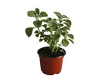 Planta Vaporub M04