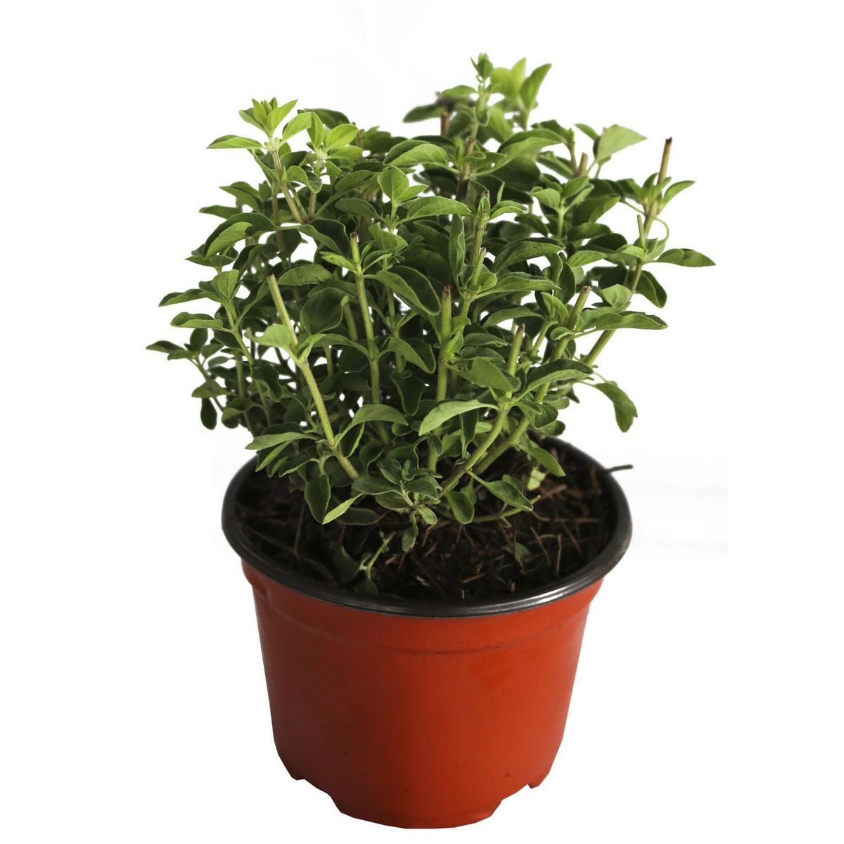 Conaplor - Planta Orégano M04