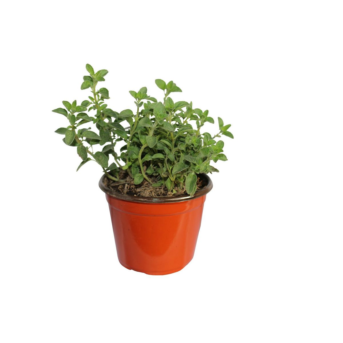 Conaplor - Planta Orégano M04