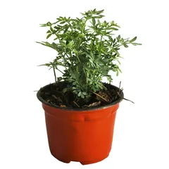 Planta Ruda M04