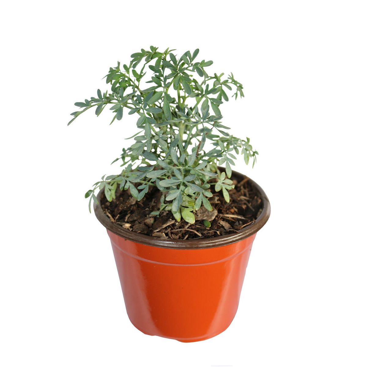 Conaplor - Planta Ruda M04