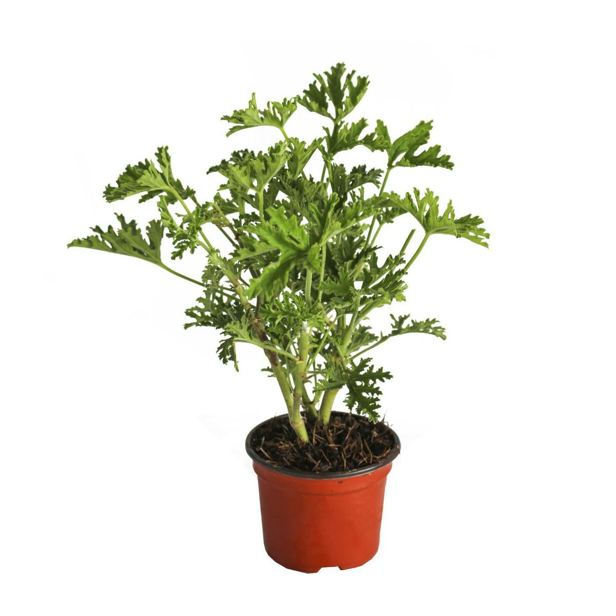 Conaplor - Planta Citronela M04