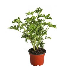 Planta Citronela M04