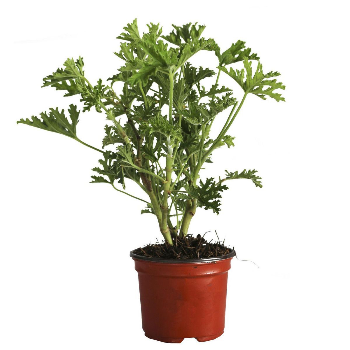 Conaplor - Planta Citronela M04