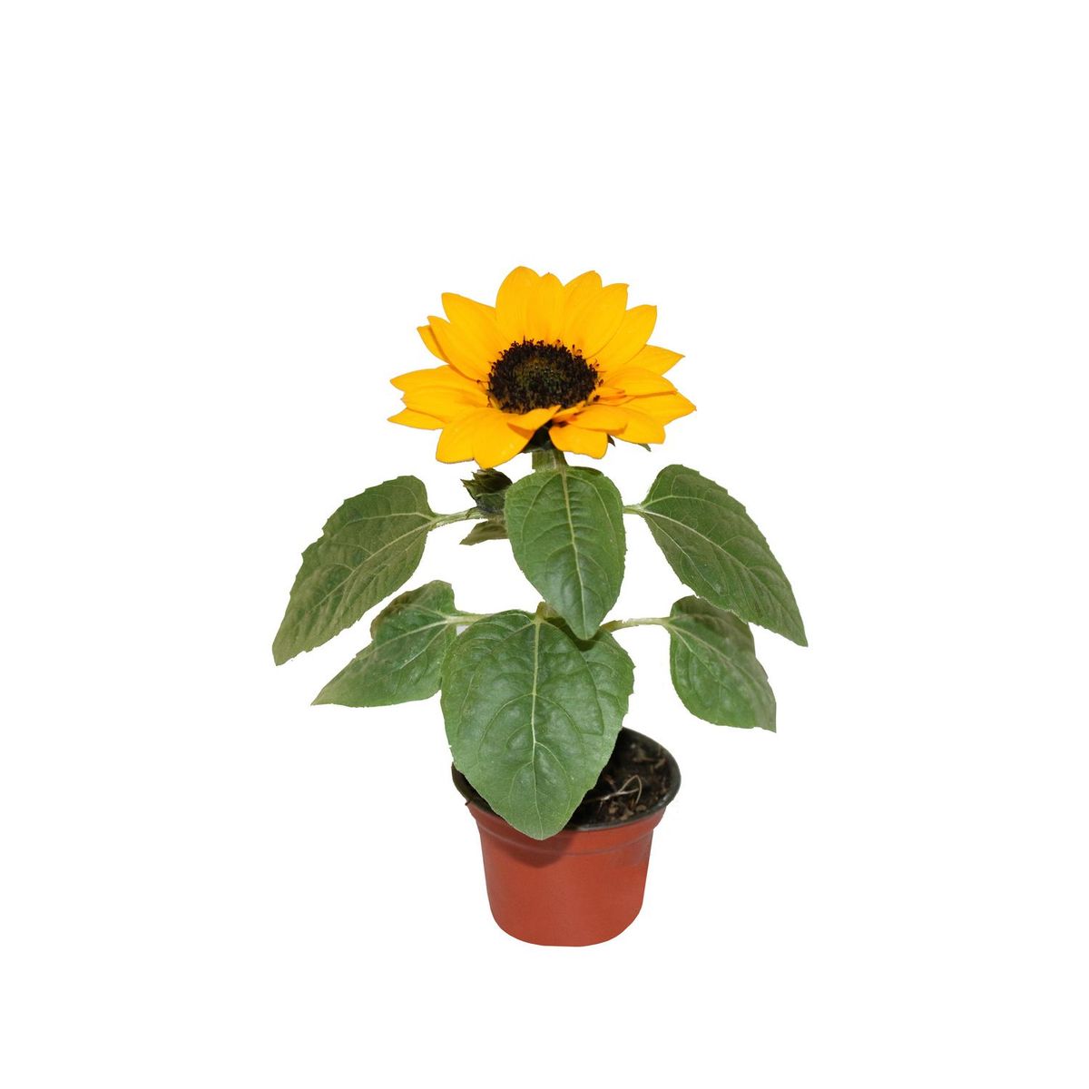 Planta Girasol M03, marca Conaplor - Foto Principal