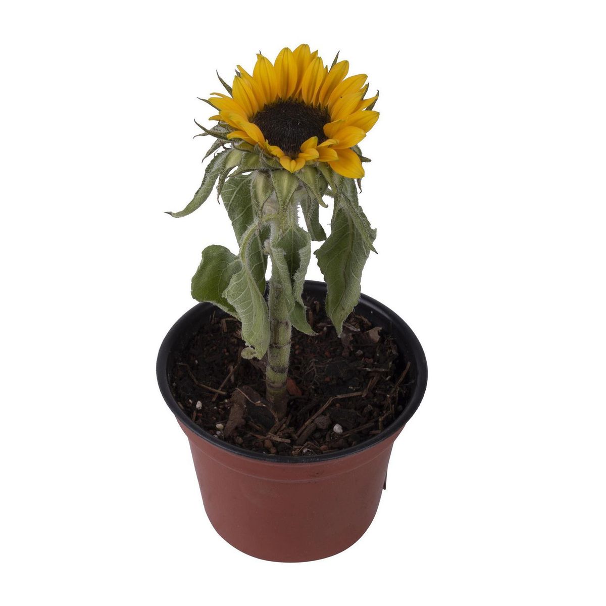 Planta Girasol M03, marca Conaplor - Foto 2