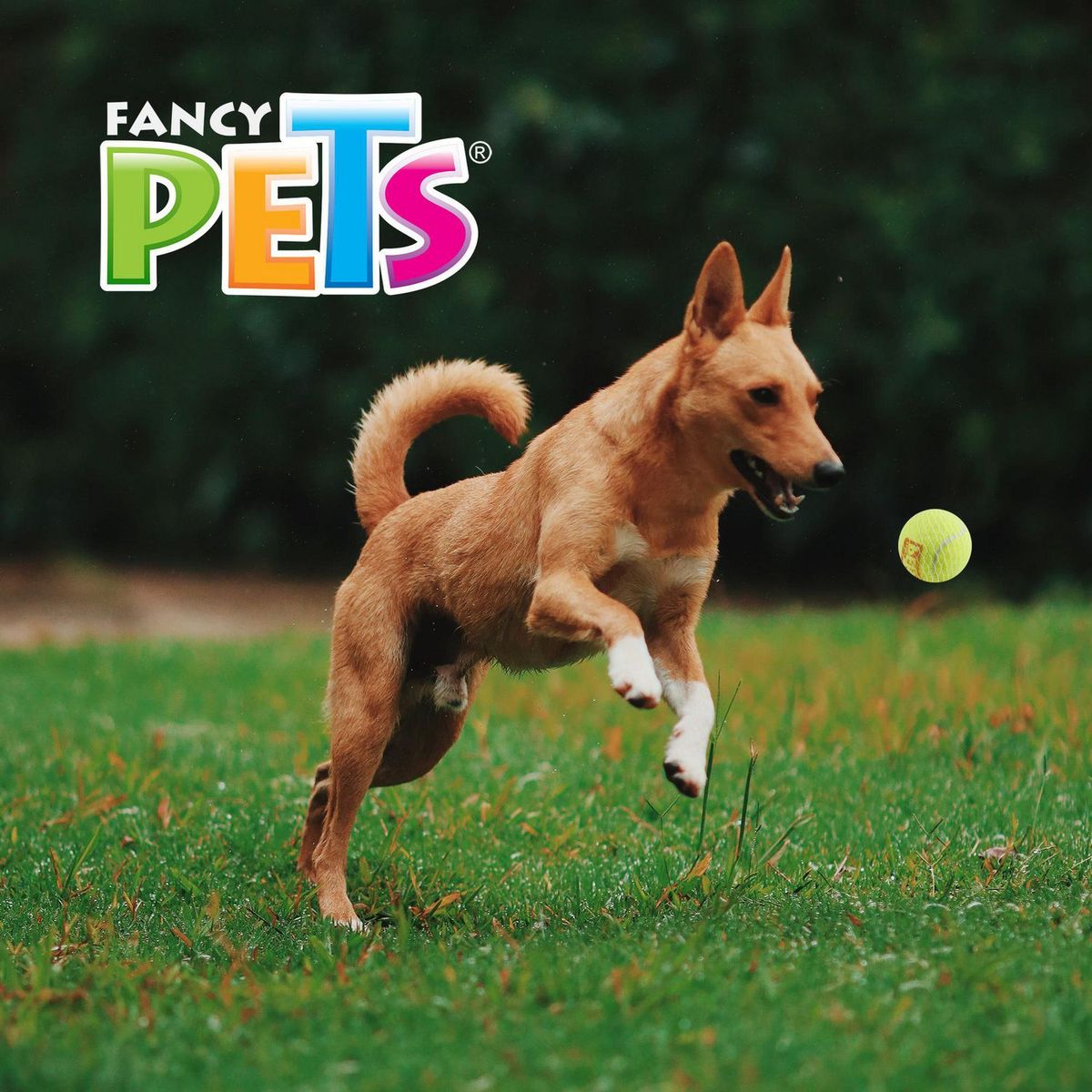 Pelota Mediana con Squeaker, marca Fancy Pets - Foto 2