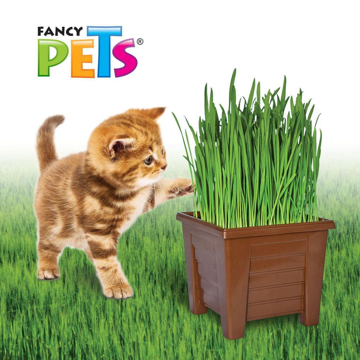 Fancy Pets - Pasto para Gatos