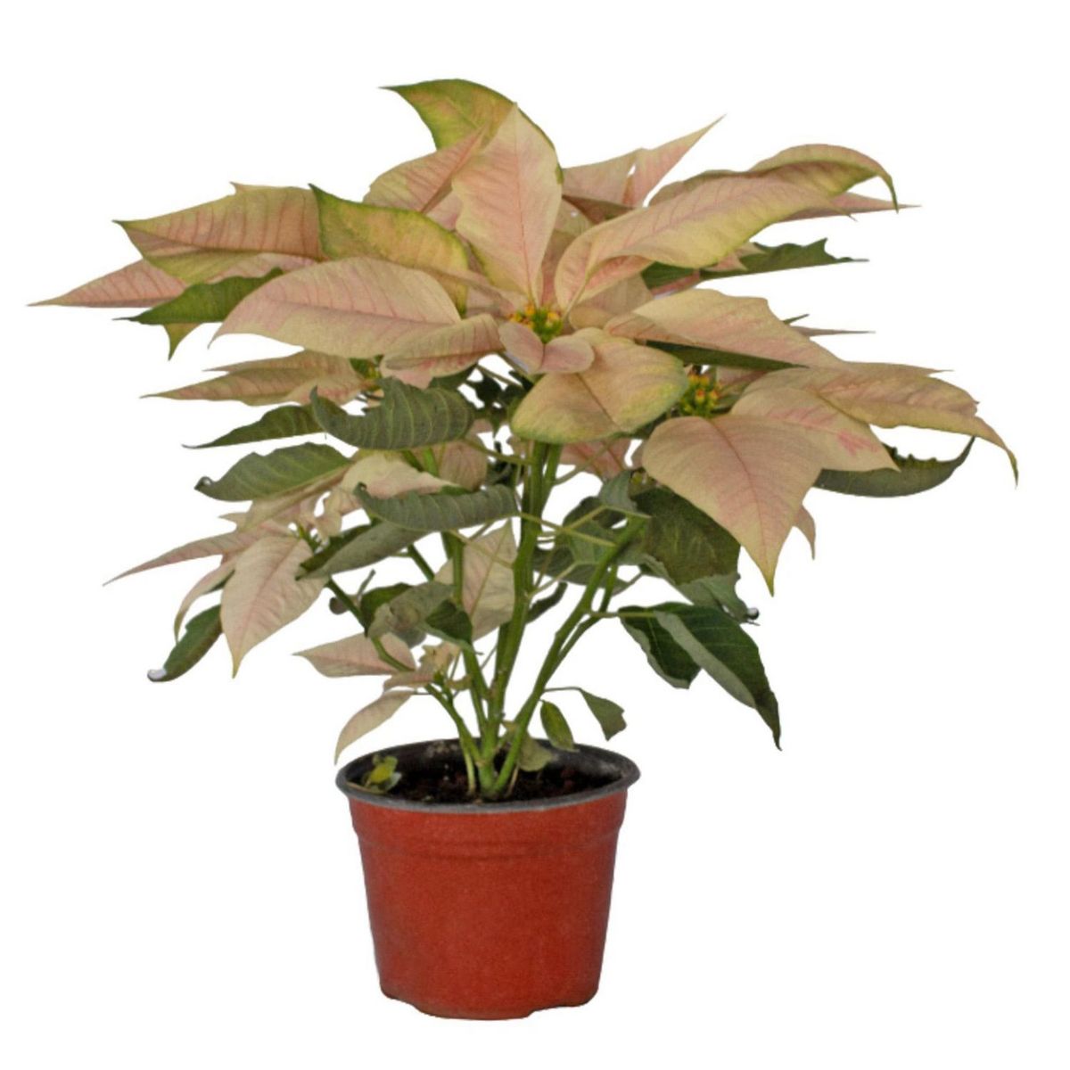 Conaplor - Nochebuena Colores