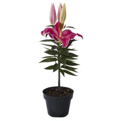 Planta Oriental M6