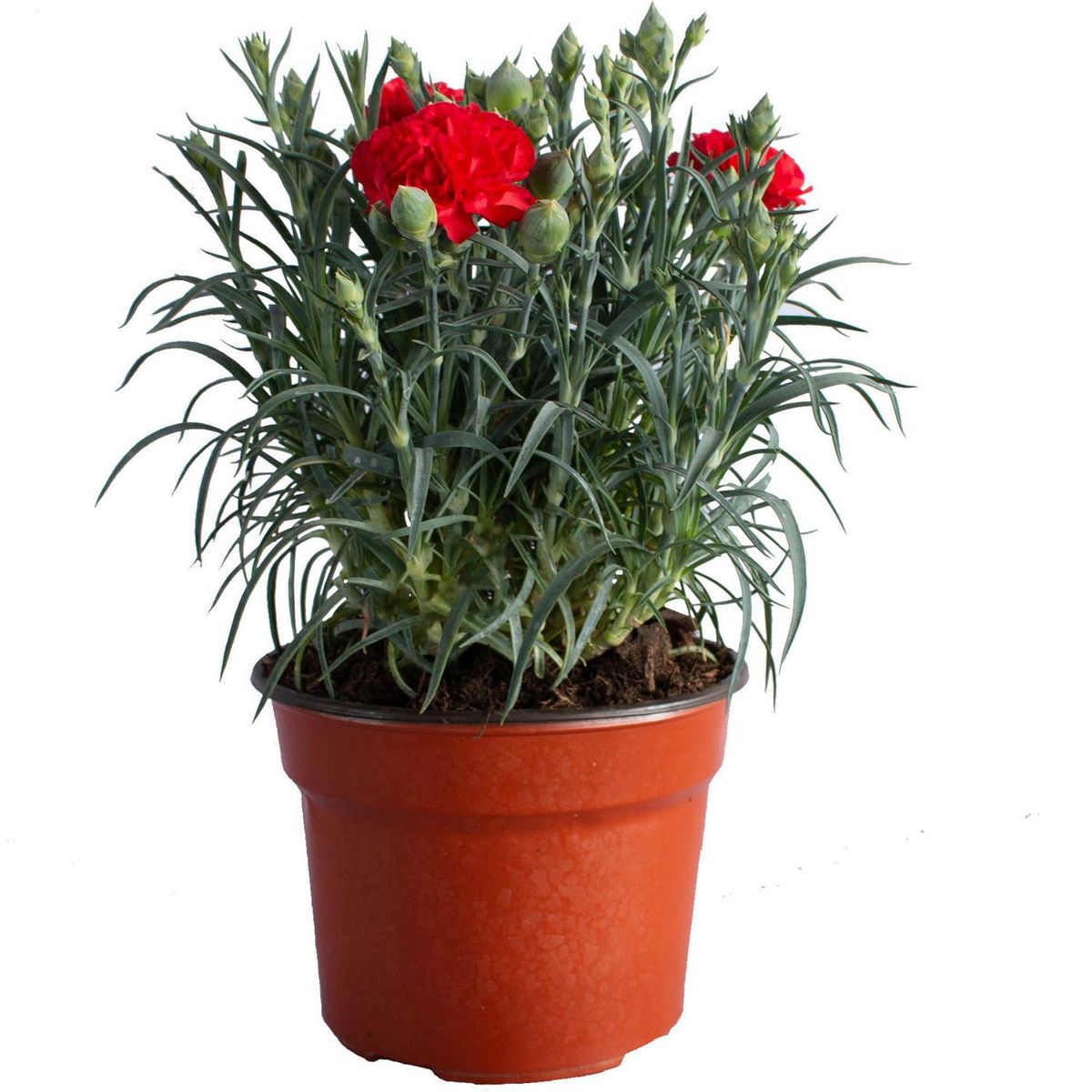 Planta Clavel M6, marca Conaplor - Foto Principal