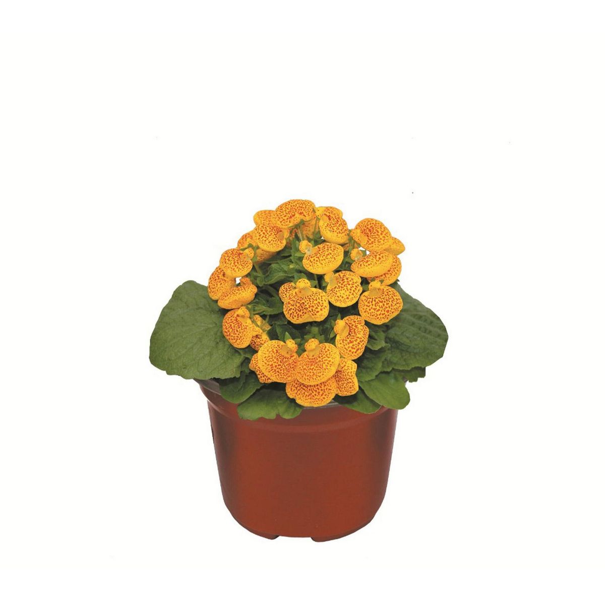 Conaplor - Planta Monedero M6