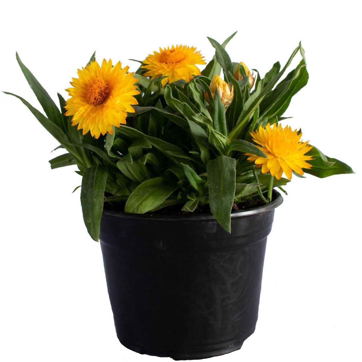 Conaplor - Planta Flor de Papel M10