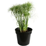 Planta Papiro Little  Tut M11.