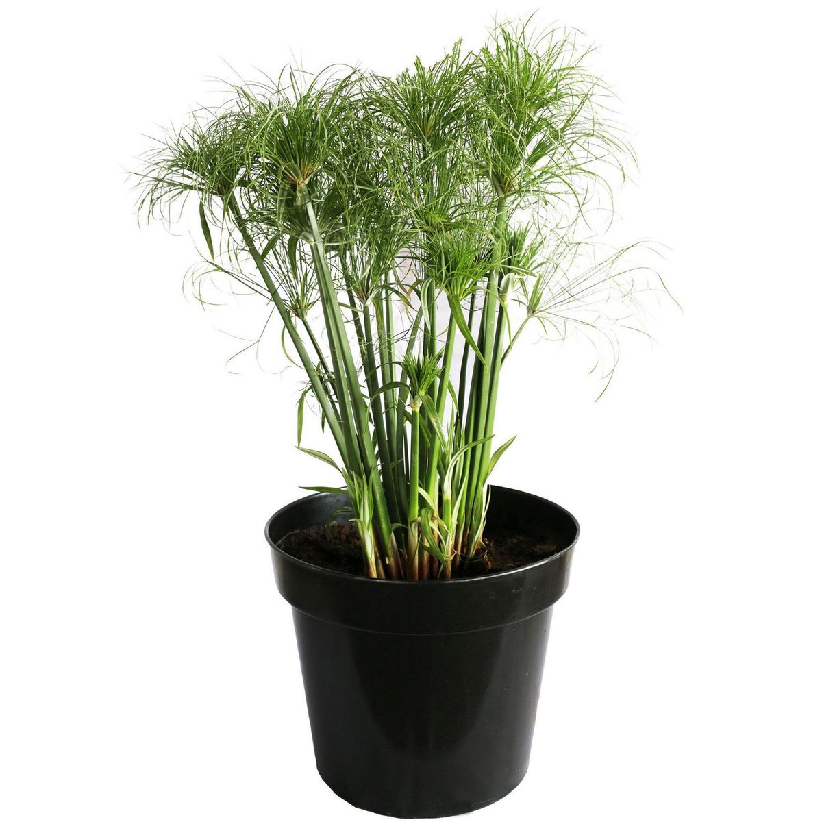 Conaplor - Planta Papiro Little Tut M11.