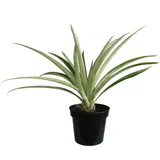 Planta Pina M11.
