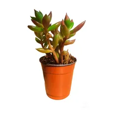 Planta Mini Suculenta M2