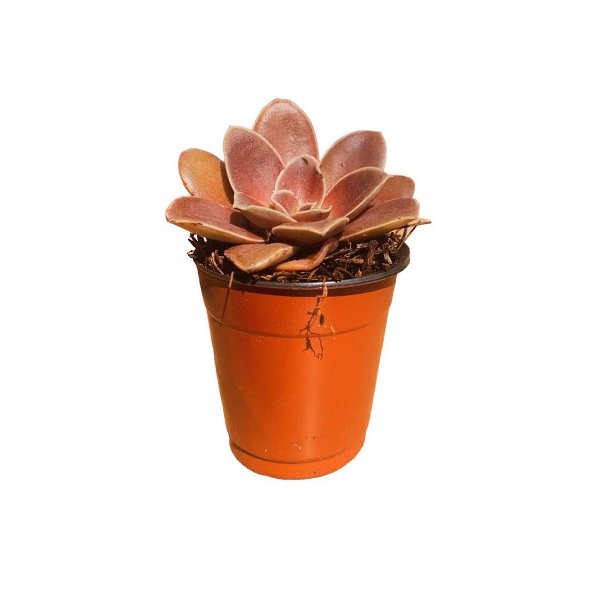 Conaplor - Planta Mini Suculenta M2