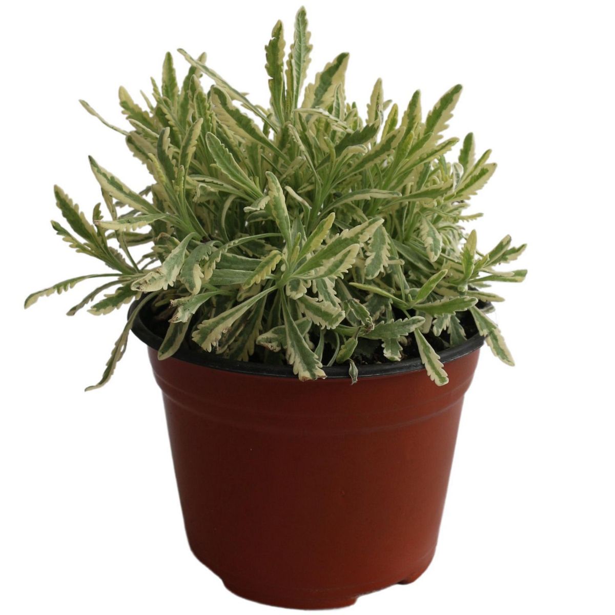 Conaplor - Planta Lavanda Variegada Festival M6