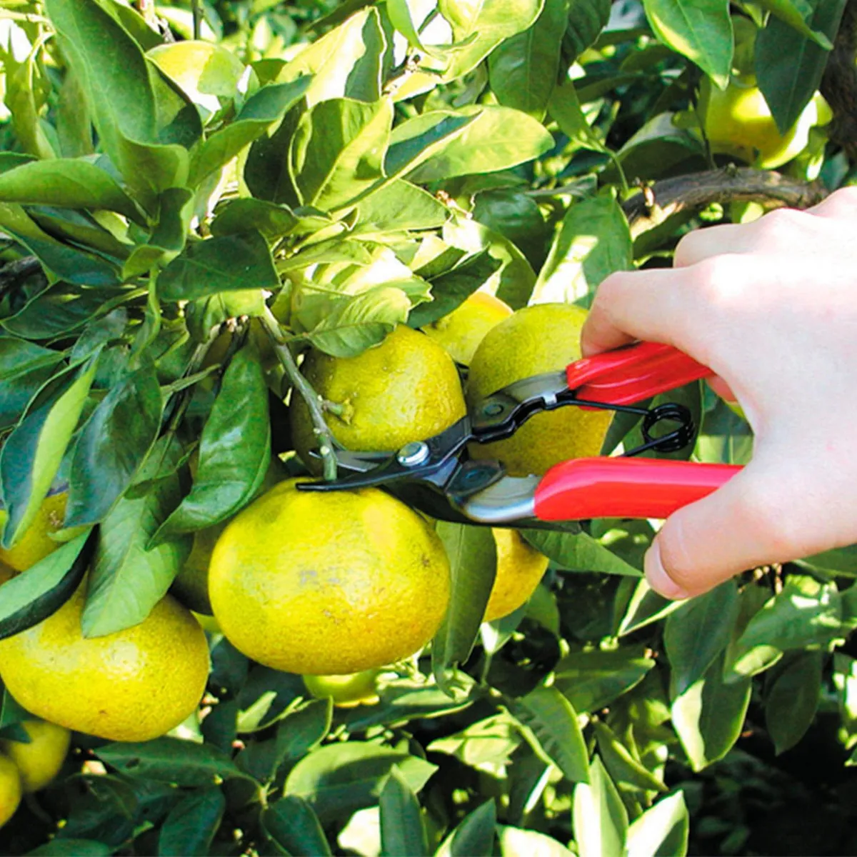 Chiltepec - Tijera para poda 310