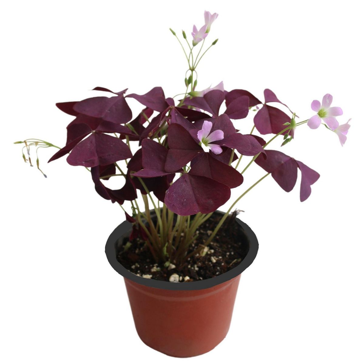 Conaplor - Planta Trebol Purpura Festival M5