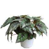Planta Begonia Rex Festival M6