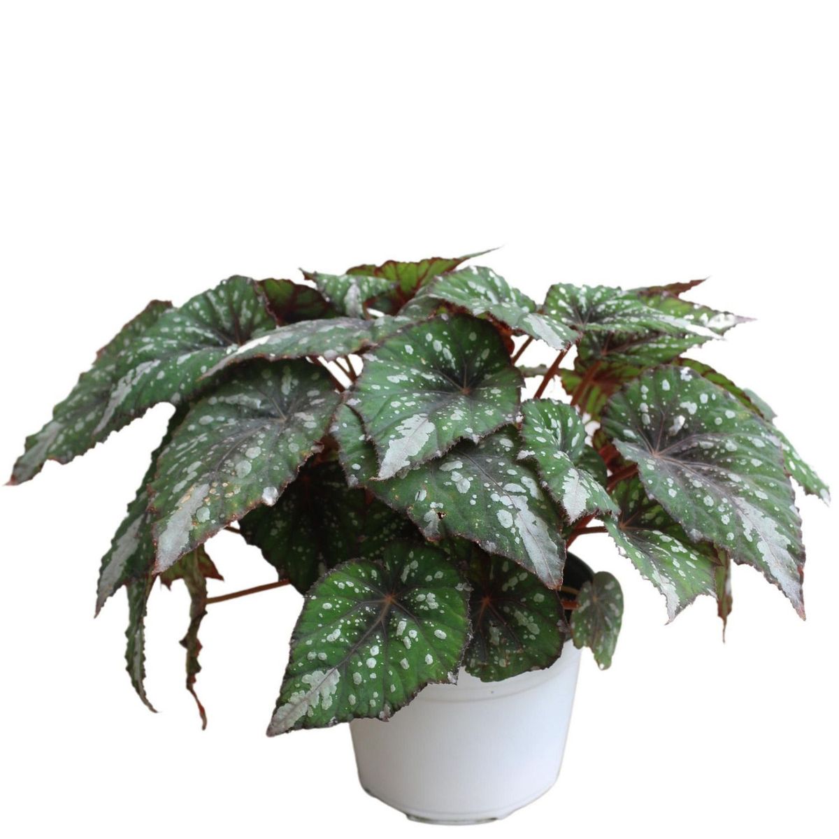 Conaplor - Planta Begonia Rex Festival M6