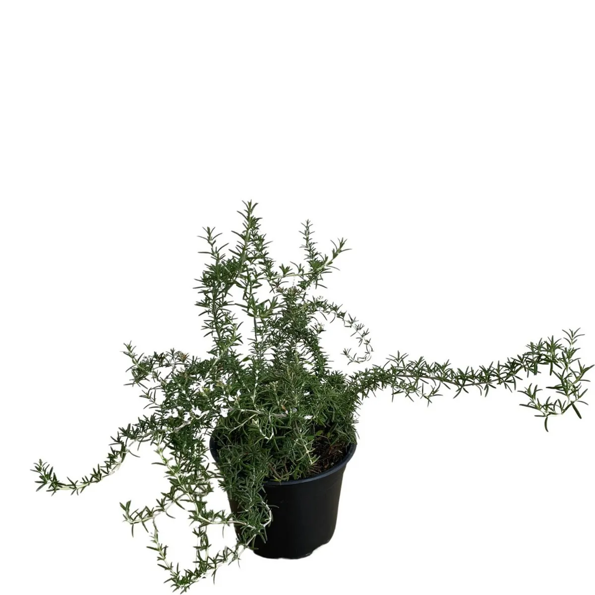 Conaplor - Planta Romero Rastrero M8