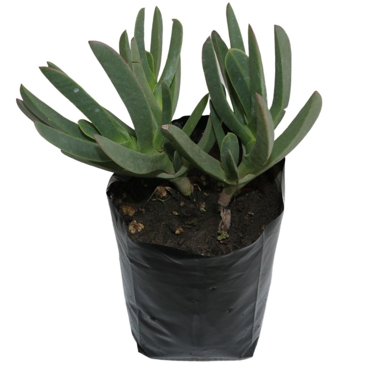 Planta Dedo Moro B1, marca Conaplor - Foto Principal