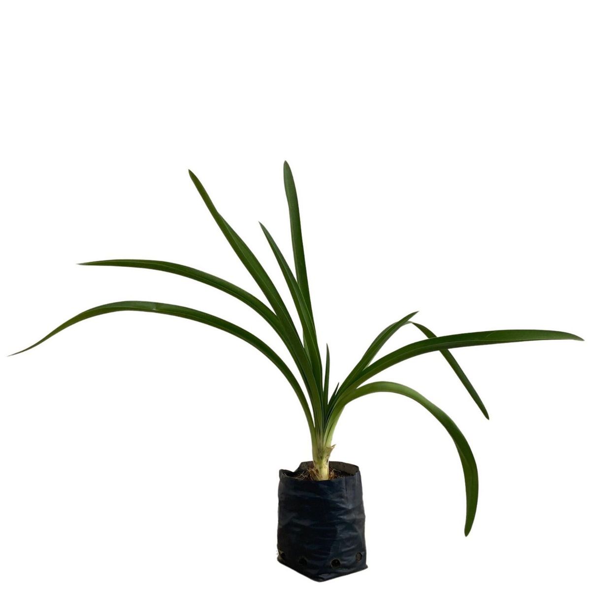 Conaplor - Planta Agapando B4