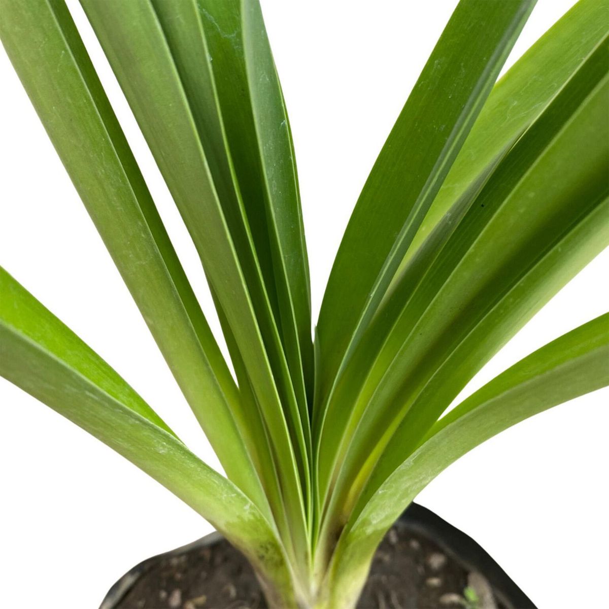 Conaplor - Planta Agapando B4