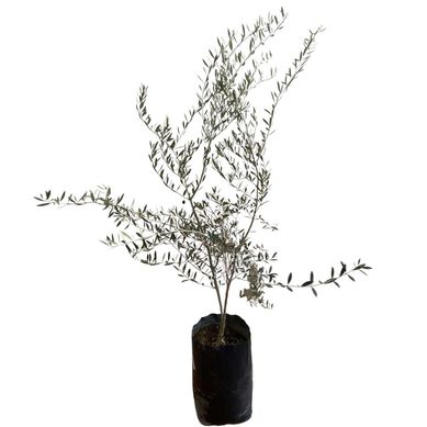 Planta Olivo Aceitunero B30