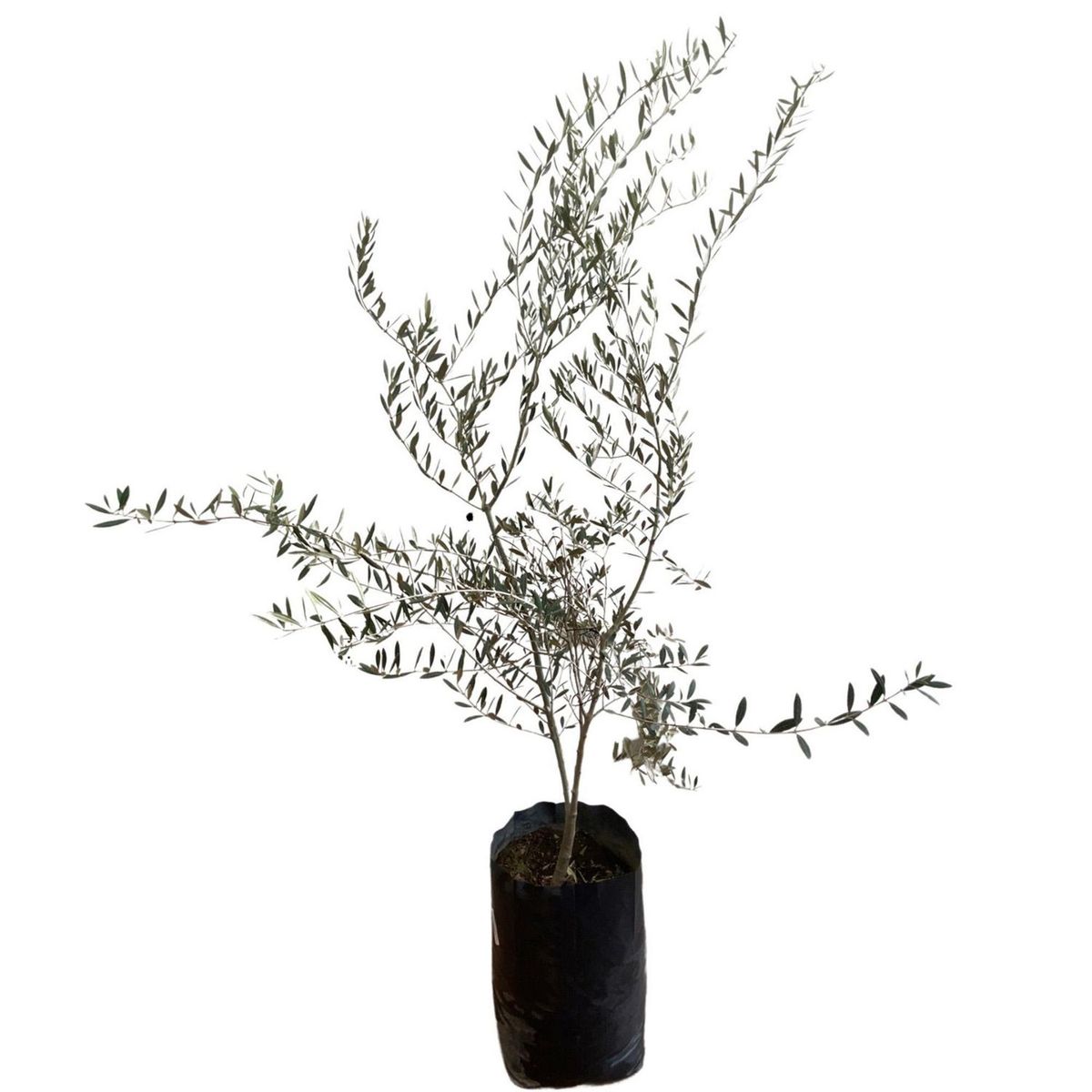 Planta Olivo Aceitunero B30, marca Conaplor - Foto Principal