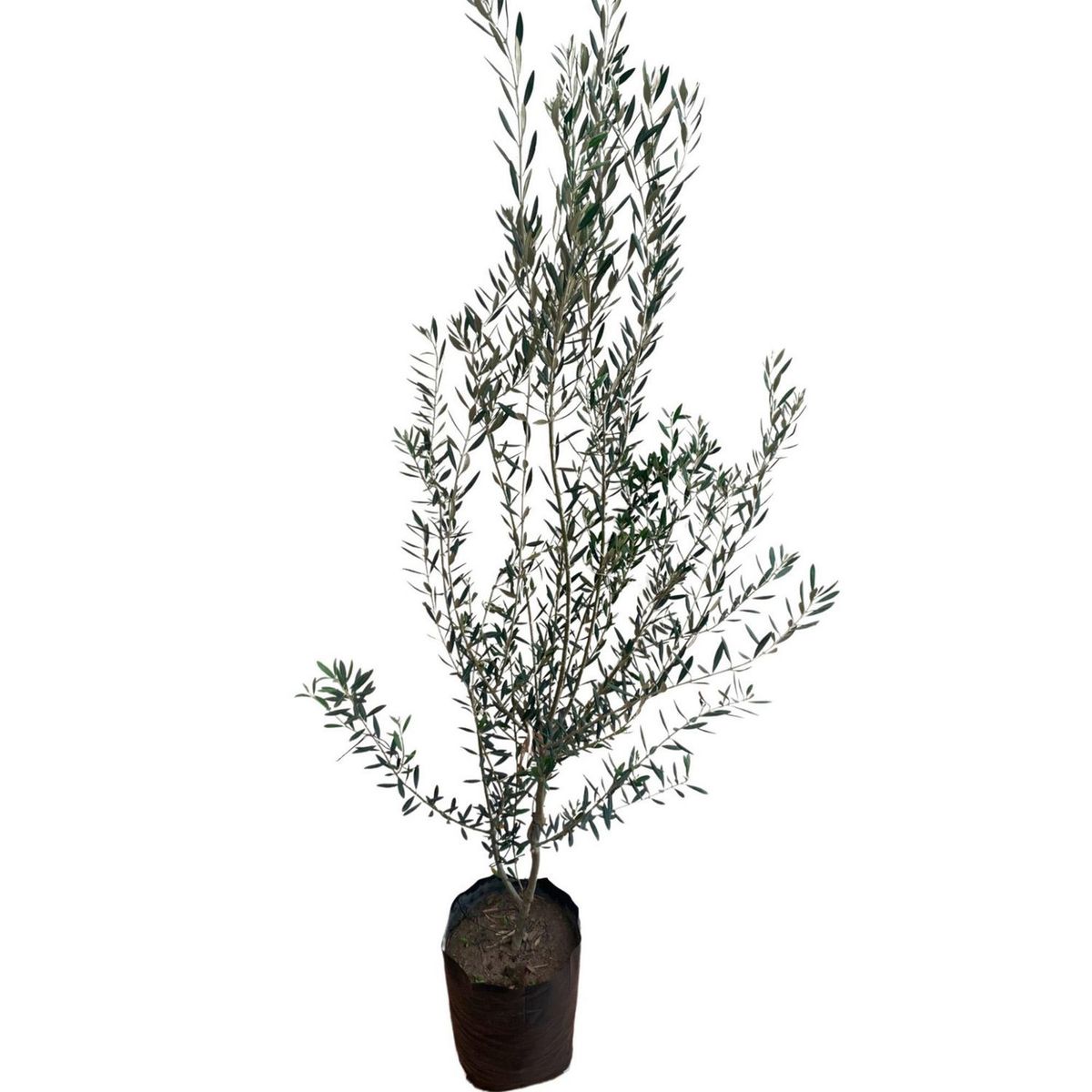 Planta Olivo Aceitunero B30, marca Conaplor - Foto 2