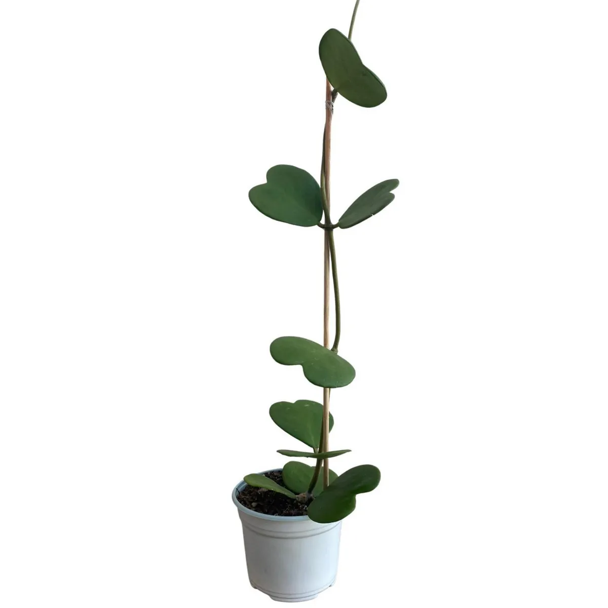 Planta Hoya Kerry M7, marca Conaplor - Foto Principal