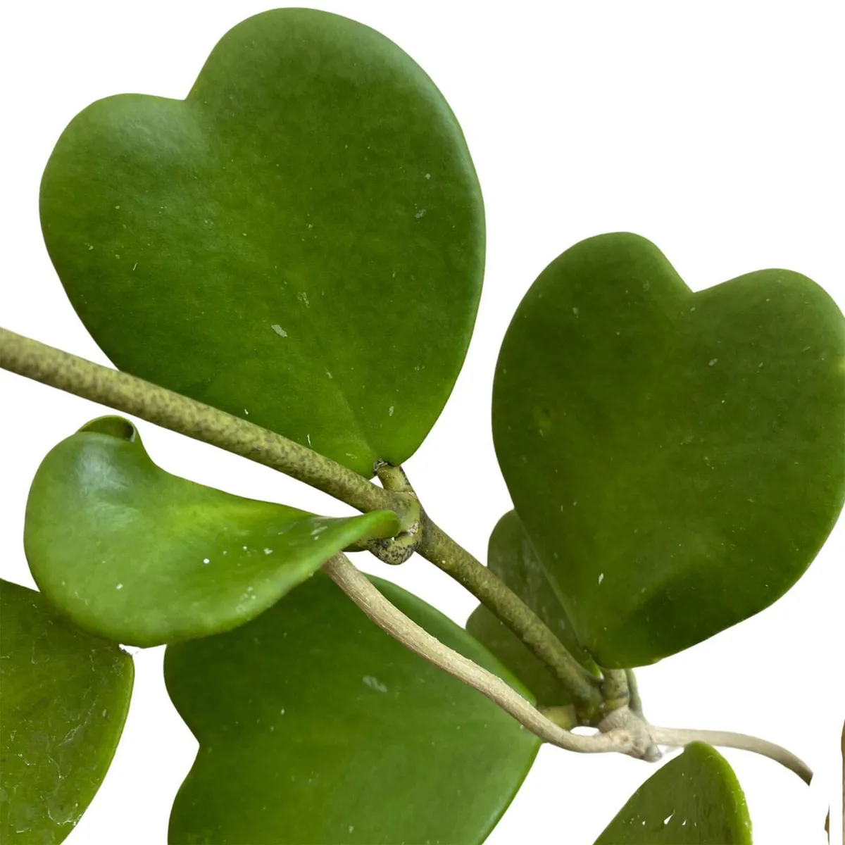 Planta Hoya Kerry M7, marca Conaplor - Foto 2