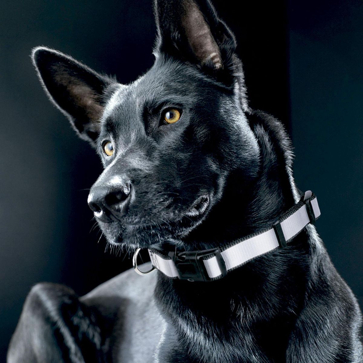 Petit - Collar Reflectante Xch Negro