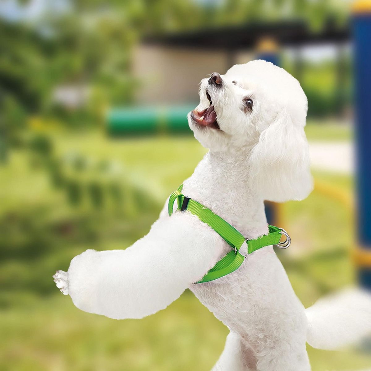 Arnes Para Perro Tipo A Ch Verde, marca Petit - Foto 2