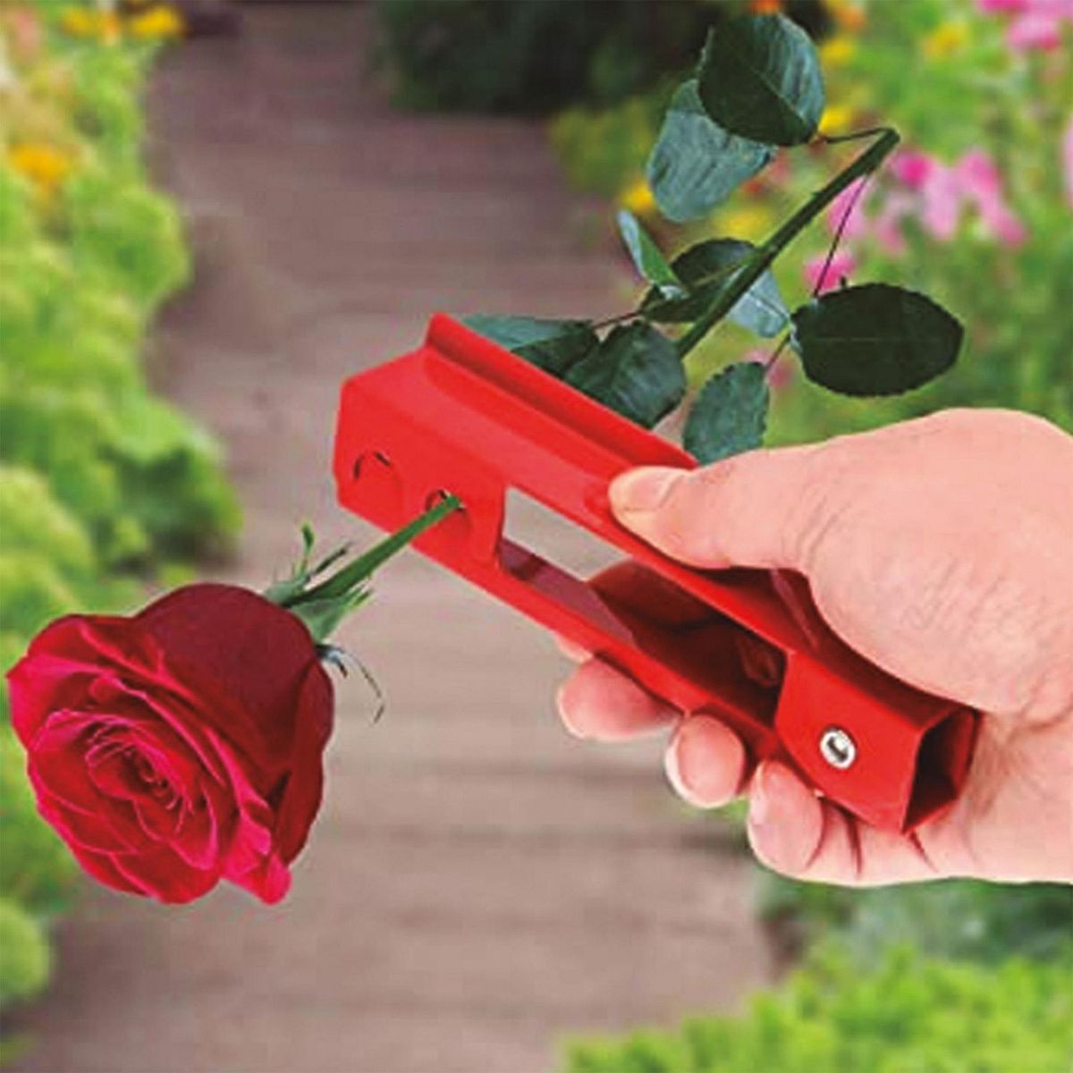 Aksi - Removedor de Espinas