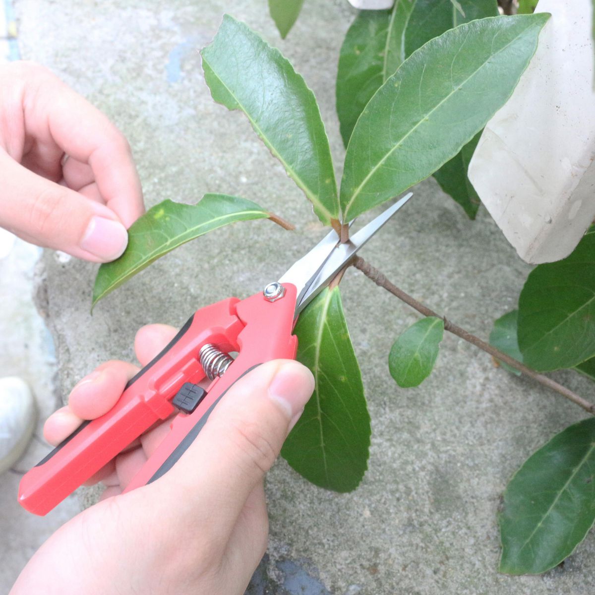 Ergo - Tijera Jardin Acero Inoxidable 21 cm