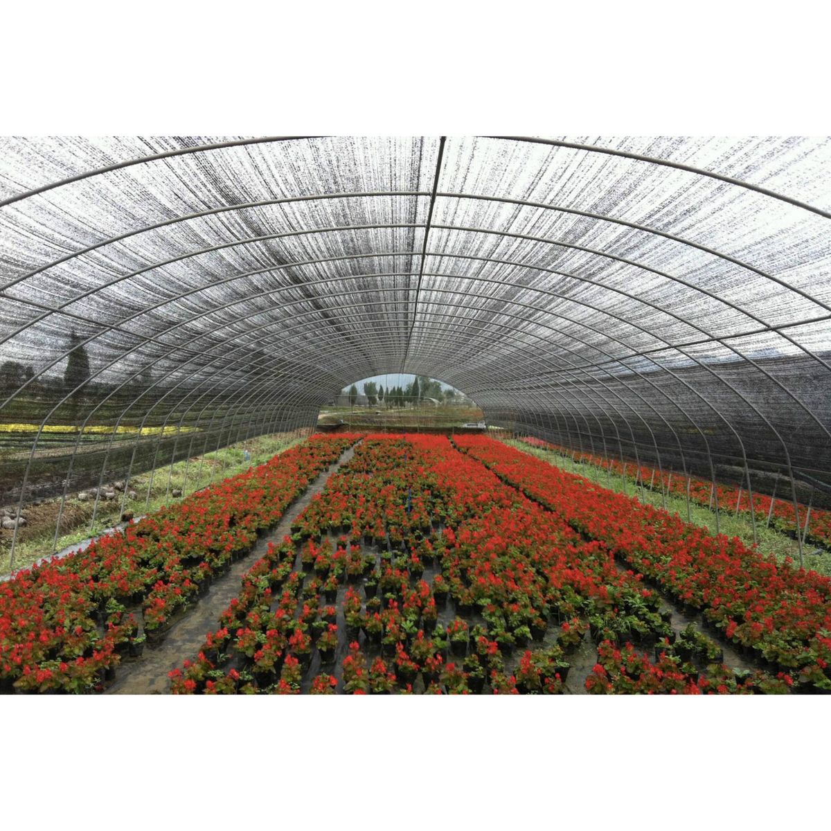 Topex - Malla Raschel Tela Fibra Densidad de 65% de 2.1 x 5m Negro