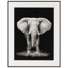 Cuadro Decorativo Elefante 40x50 cm
