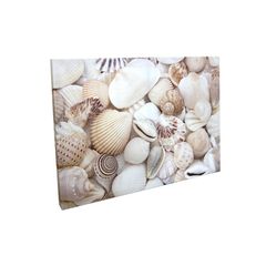 Canvas Beach Conchitas 60x80