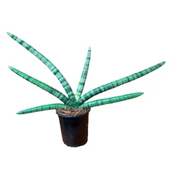 Sansevieria