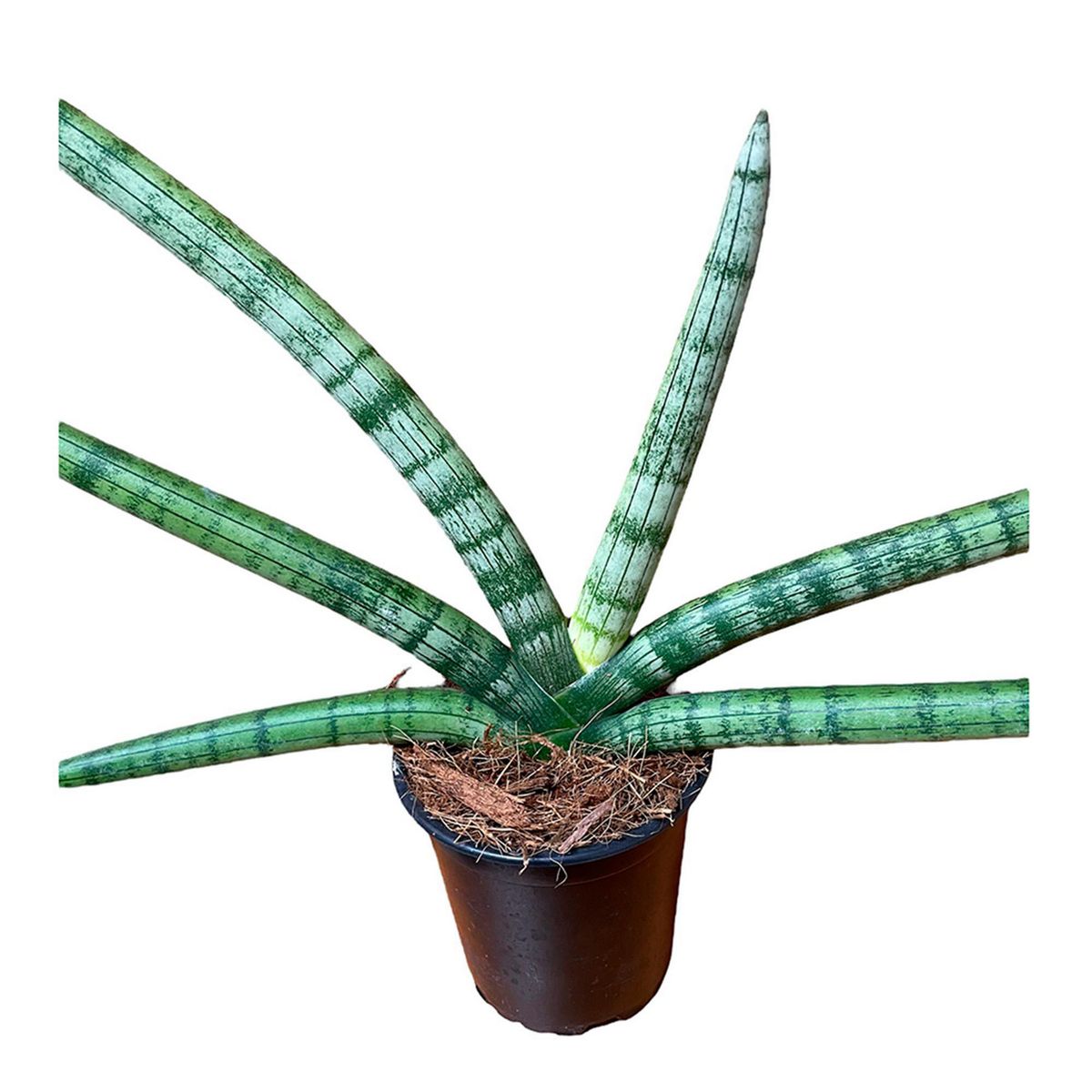 Chiltepec - Sansevieria