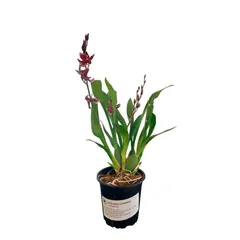 Orquidea Cambria