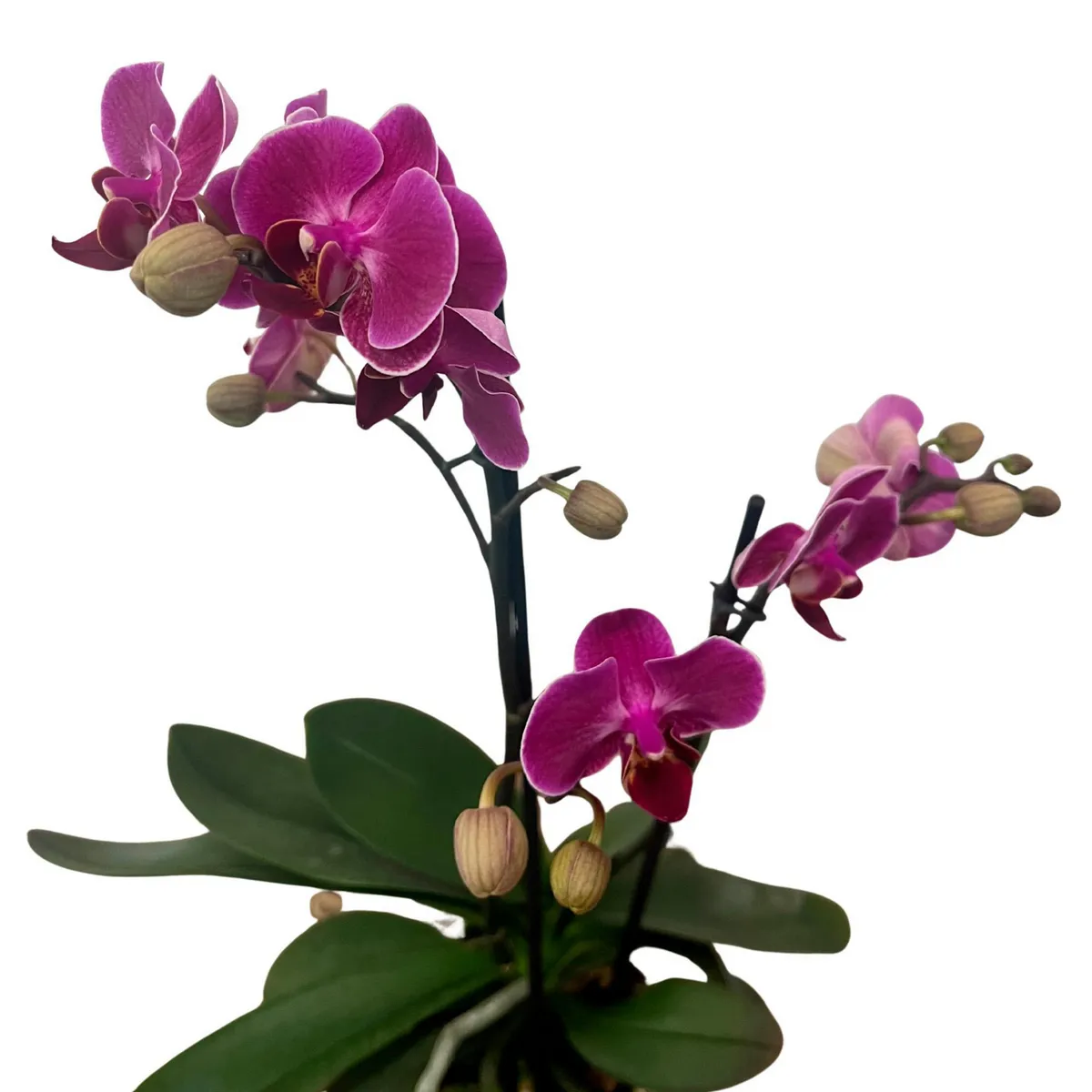 Orquidea Multi Mini 2+ Varas, marca  - Foto Principal